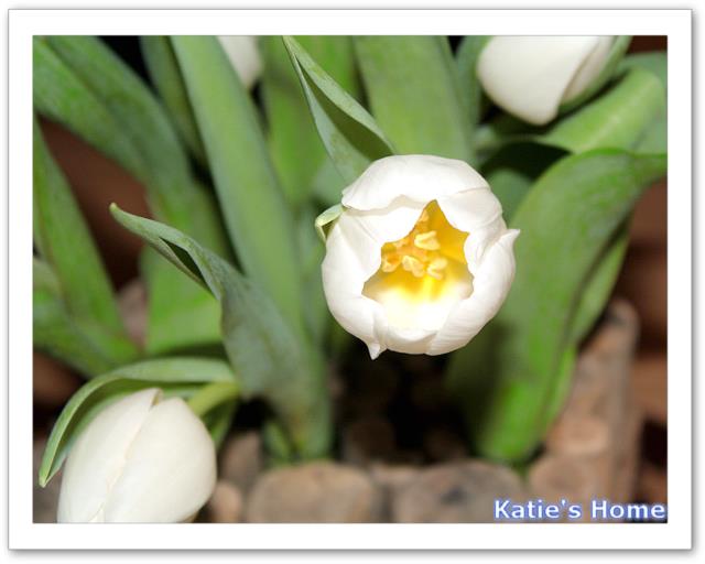 tulipe
